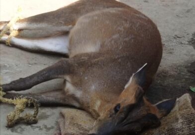 Ranchi:जंगल से भटककर गांव पहुंचा हिरण का बच्चा, इलाज से पहले ही मौत,जांच में जुटी है वन विभाग की टीम…