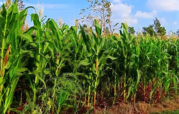 लातेहार: खेत में मवेशी घुसने पर बवाल, दबंगों के लाठी-डंडों के वार से युवक की दर्दनाक मौत…पुलिस आरोपियों की गिरफ्तारी में जुटी… लातेहार: खेत में मवेशी घुसने पर बवाल, दबंगों के लाठी-डंडों के वार से युवक की दर्दनाक मौत…पुलिस आरोपियों की गिरफ्तारी में जुटी…