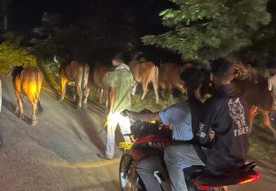तस्करी से पहले जंगल-झाड़ियों में छिपाए गए थे 10 गौवंश, ग्रामीणों ने पकड़ा;प्रशासन को दी सूचना