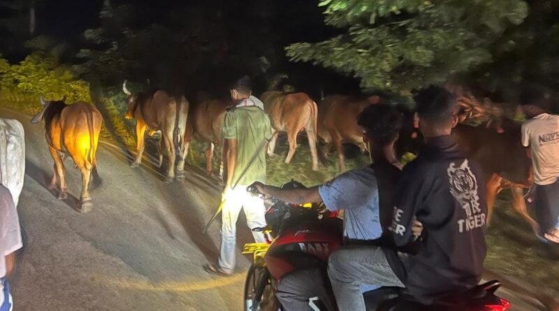 तस्करी से पहले जंगल-झाड़ियों में छिपाए गए थे 10 गौवंश, ग्रामीणों ने पकड़ा;प्रशासन को दी सूचना