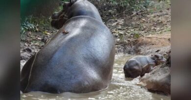 राँची के बिरसा जैविक उद्यान में नन्हे मेहमान की एंट्री, मोनी बनी माँ…