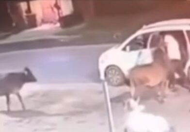 पुरुलिया में अंतरराज्यीय गौतस्करी गिरोह का बड़ा खुलासा: झारखण्ड के 7 समेत 8 गिरफ्तार, 6 लग्जरी कारें जब्त,कपाली से ऑपरेट होता था नेटवर्क..