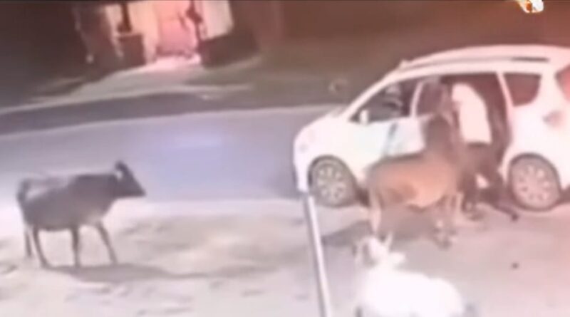 पुरुलिया में अंतरराज्यीय गौतस्करी गिरोह का बड़ा खुलासा: झारखण्ड के 7 समेत 8 गिरफ्तार, 6 लग्जरी कारें जब्त,कपाली से ऑपरेट होता था नेटवर्क..